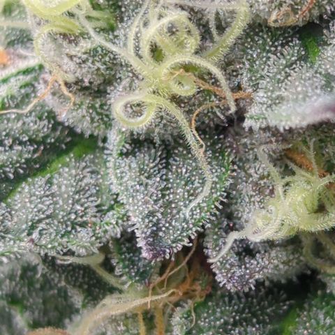 Schaum growlog timeline photo