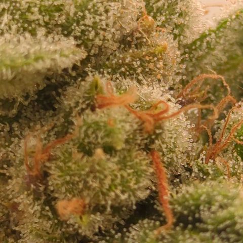 Jelly Donutz  growlog timeline photo