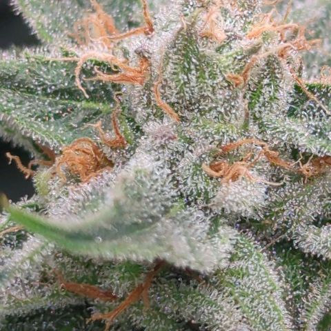 Golden Sands  growlog timeline photo