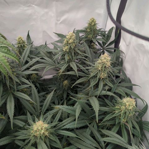 Amnesia Mac Ganja growlog timeline photo