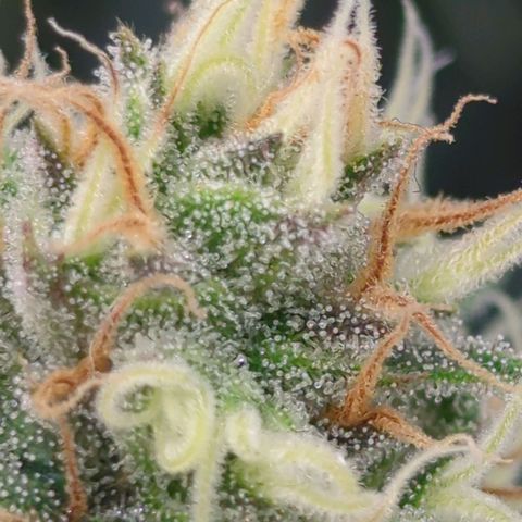 Amnesia Mac Ganja growlog timeline photo