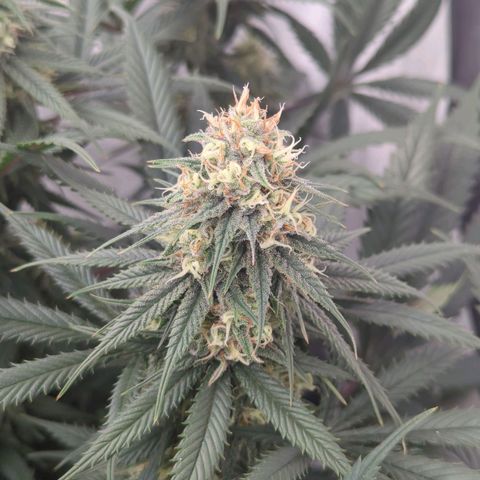 Amnesia Mac Ganja growlog timeline photo