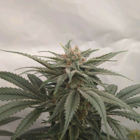 Golden Sands  growlog timeline photo