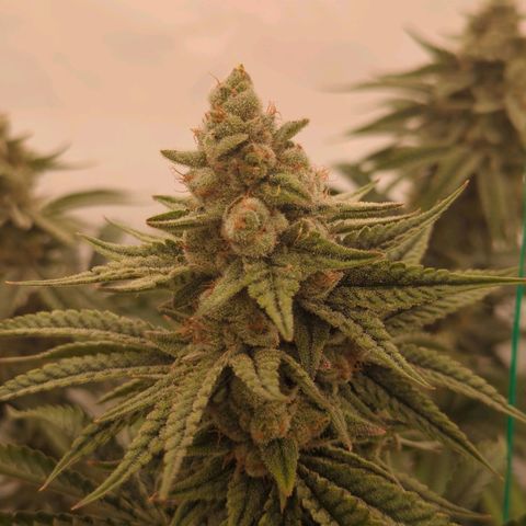 Jelly Donutz  growlog timeline photo