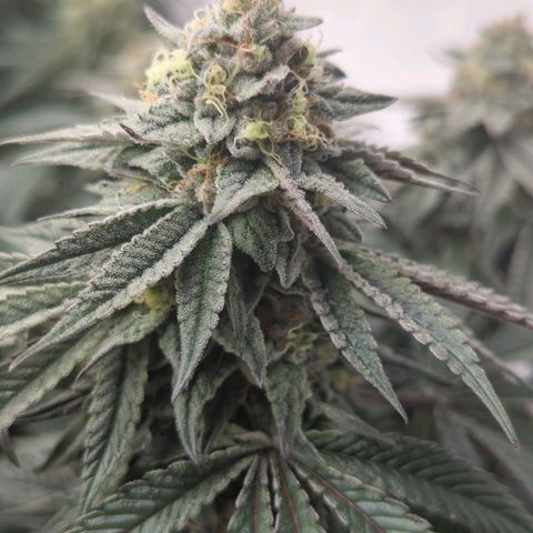 Schaum growlog timeline photo