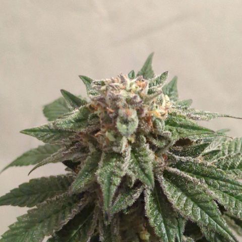 🍊 Creampop  growlog timeline photo