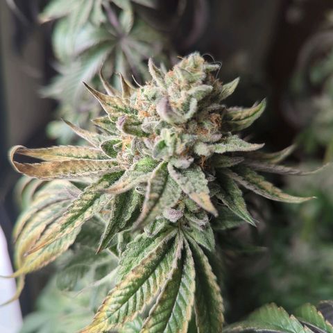 Schaum growlog timeline photo