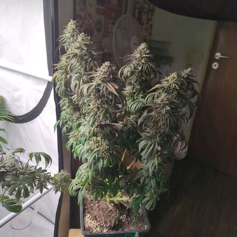 Schaum growlog timeline photo