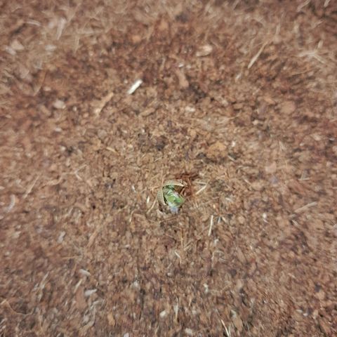 Early Skunk. growlog photo: 2°DIA , Early Skunk terminando de extrair sua casca , já com as primeiras folhas prestes a sair.