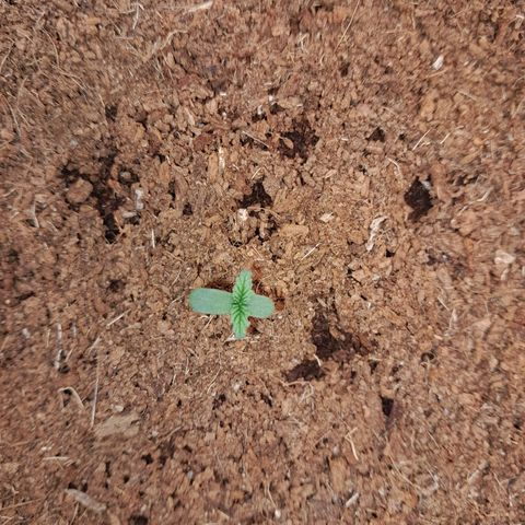 Purple Haze  #1 growlog photo: 3° DIA , Purple Haze #1 no seu ciclo normalmente.