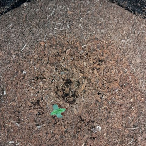 Purple Haze  #2 growlog photo: 3° DIA , Purple Haze #2 no seu ciclo normalmente.