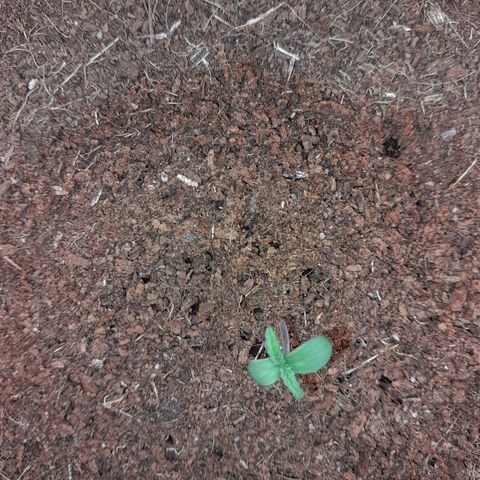 Purple Haze  #3 growlog photo: 3° DIA , Purple Haze #3 no seu ciclo normalmente.