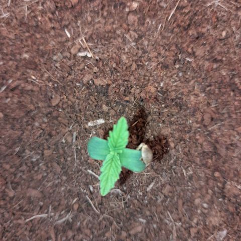 Early Skunk. growlog photo: 4°DIA , Early Skunk ainda com a casca em uma de suas folhas , solo prestes a ser regado.