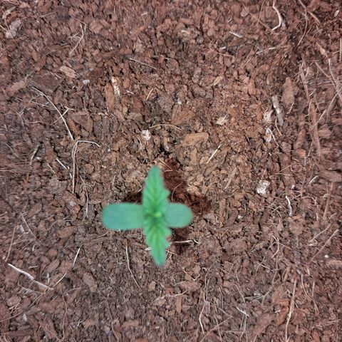 Purple Haze  #1 growlog photo: 4°DIA , Purple Haze #1 , antes da rega em pleno desenvolvimento.