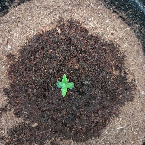 Early Skunk. growlog photo: 4°DIA , Early Skunk pós rega já sem a casca em sua folha.