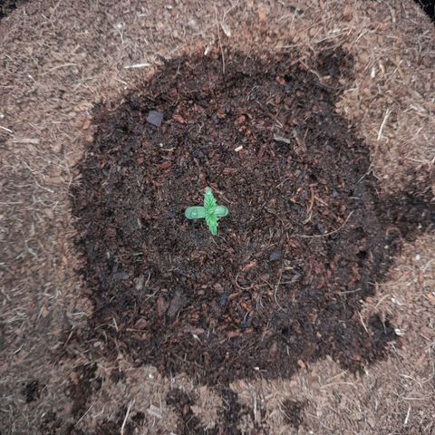 Purple Haze  #1 growlog photo: 4°DIA , Purple Haze #1 , pós rega.