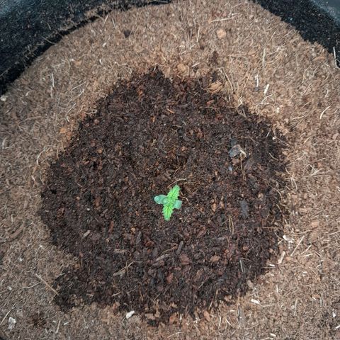 Purple Haze  #2 growlog photo: 4°DIA , Purple Haze #2 , pós rega.
