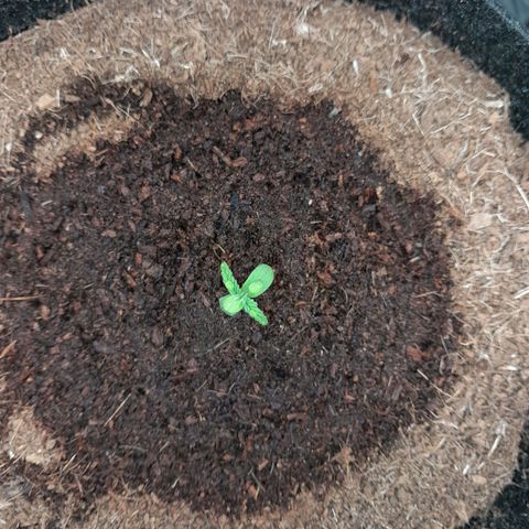 Purple Haze  #3 growlog photo: 4°DIA , Purple Haze #3 , pós rega.