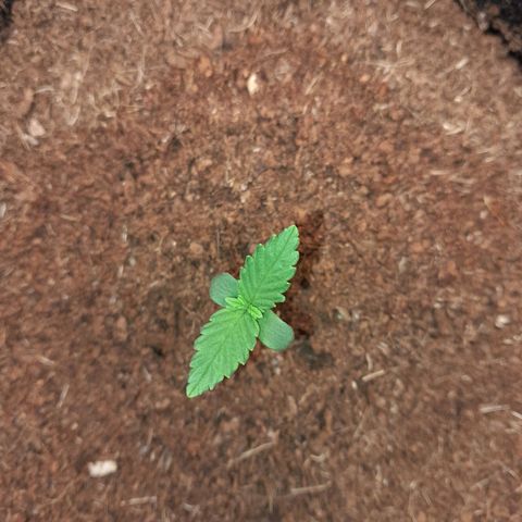 Early Skunk. growlog photo: 6°DIA , Abertura do Grow antes da rega, Early Skunk em pleno vigor , após Grow fechado por 48 horas.