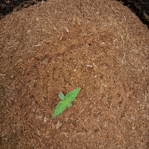 Purple Haze  #1 growlog photo: 6° DIA , Após abertura do Grow, antes da rega , Purple Haze #1 com todo vigor.