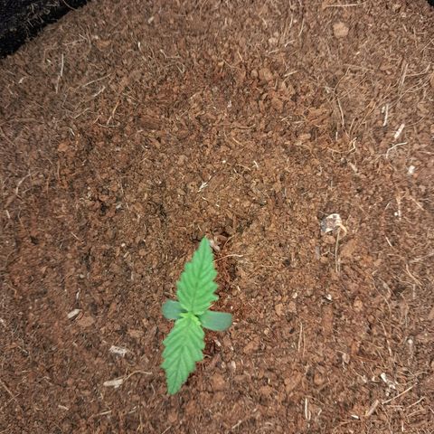 Purple Haze  #2 growlog photo: 6° DIA , Após abertura do Grow, antes da rega , Purple Haze #2 com todo vigor.