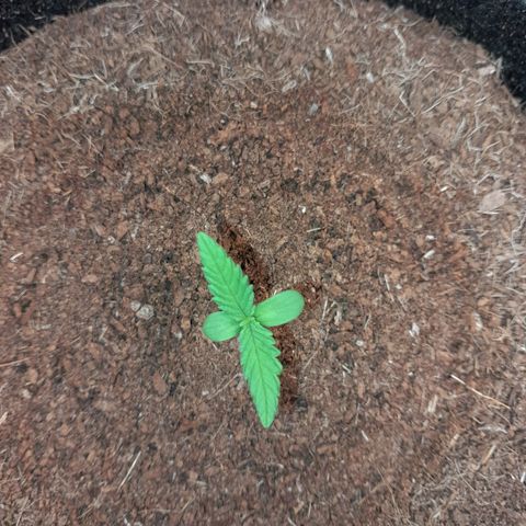 Purple Haze  #3 growlog photo: 6° DIA , Após abertura do Grow, antes da rega , Purple Haze #3 com todo vigor.