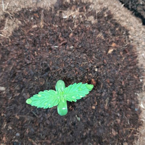 Early Skunk. growlog photo: 6° DIA , Early Skunk pós rega , 125ml h2o + nutrientes.