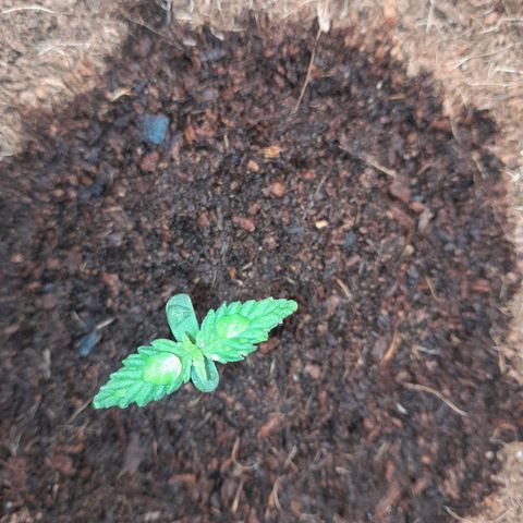 Purple Haze  #1 growlog photo: 6° DIA , Purple Haze #1 pós rega , 125ml h2o + nutrientes.