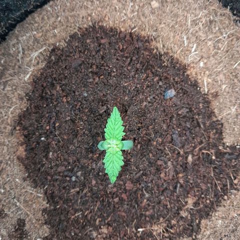 Purple Haze  #2 growlog photo: 6° DIA , Purple Haze #2 pós rega , 125ml h2o + nutrientes.