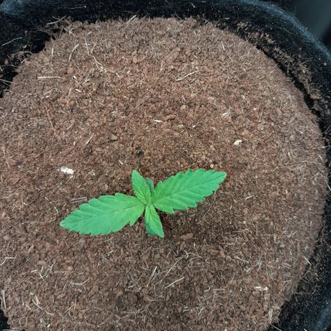 Early Skunk. growlog photo: 9° DIA , Early Skunk na abertura do Grow , passando por análise para realizar a rega.