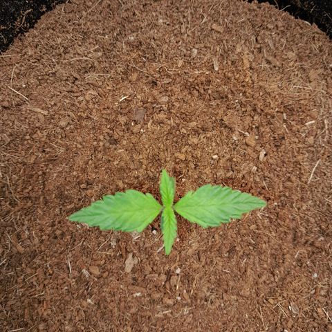Purple Haze  #1 growlog photo: 9° DIA , Purple Haze #1na abertura do Grow às 12:53PM , passando por análise para realizar a rega.