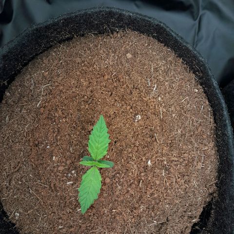 Purple Haze  #2 growlog photo: 9° DIA , Purple Haze #2 na abertura do Grow às 12:53PM , passando por análise para realizar a rega.