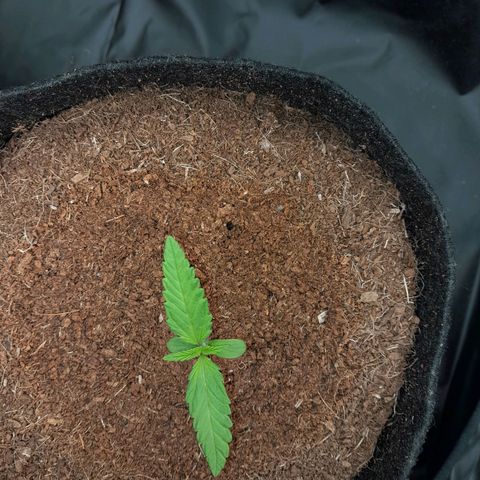 Purple Haze  #3 growlog photo: 9° DIA , Purple Haze #3 na abertura do Grow às 12:53PM , passando por análise para realizar a rega.