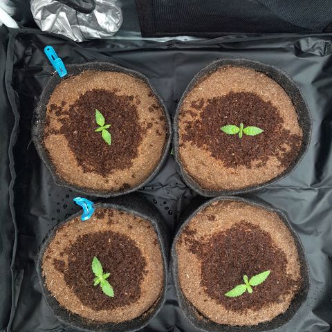 Early Skunk. growlog photo: 9° DIA , Fechamento do Grow às 13:15PM pós rega com nutrientes 125ml cada strain.