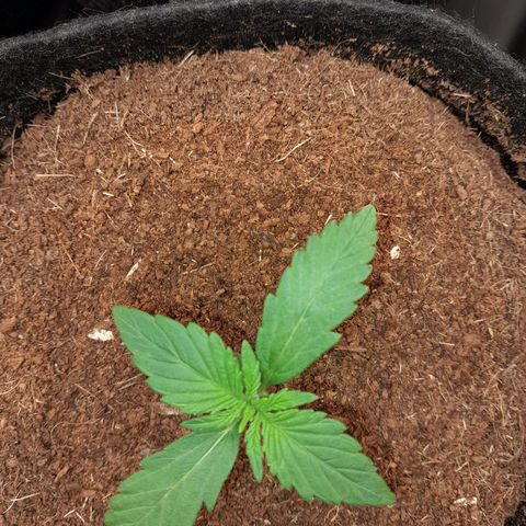 Early Skunk. growlog photo: 12° DIA , Early Skunk após abertura do Grow ,  para rega com h2o+ nutrientes.