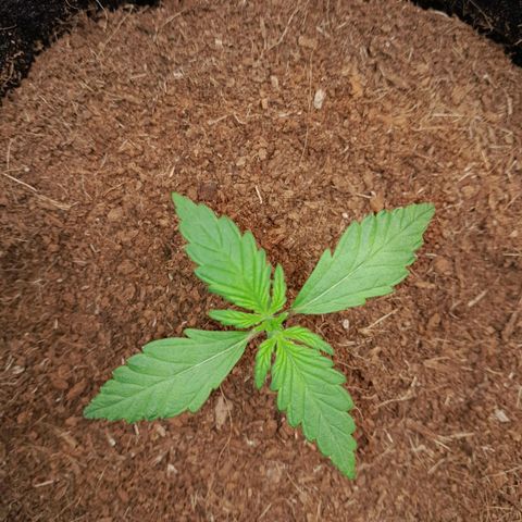 Purple Haze  #1 growlog photo: 12° DIA , Purple Haze #1 na abertura do Grow , para a realização da rega com h2o+nutrientes.