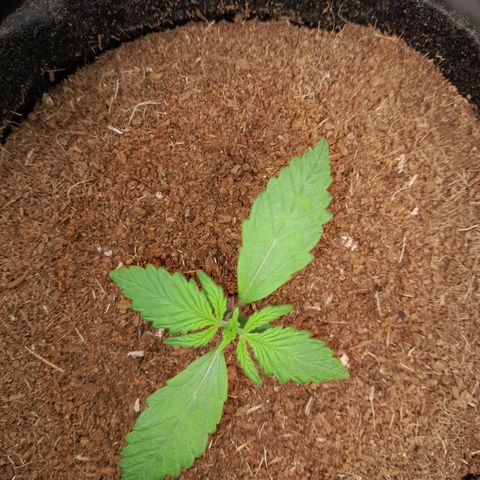 Purple Haze  #2 growlog photo: 12° DIA , Purple Haze #2 na abertura do Grow , para a realização da rega com h2o+nutrientes.