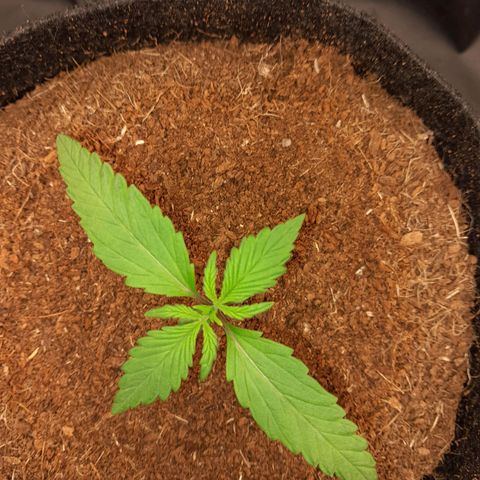 Purple Haze  #3 growlog photo: 12° DIA , Purple Haze #3 na abertura do Grow , para a realização da rega com h2o+nutrientes.