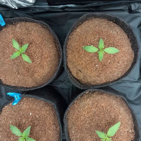 Early Skunk. growlog photo: 12° DIA , Antes da rega com h2o+nutrientes.