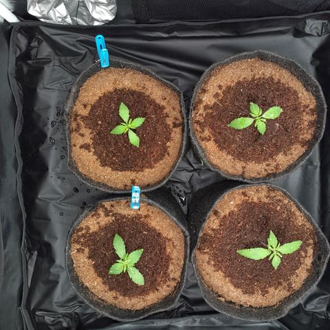 Early Skunk. growlog photo: 12° DIA , Rega realizada no Grow , com h2o + nutrientes , 250ml em cada strain.
