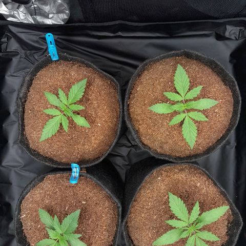 Early Skunk. growlog photo: 15° DIA , Abertura do Grow para conferência pré rega.