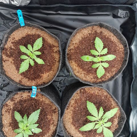 Early Skunk. growlog photo: 15° DIA , Após análise rega realizada com sucesso , h2o+nutrientes totalizando 250ml cada strain.