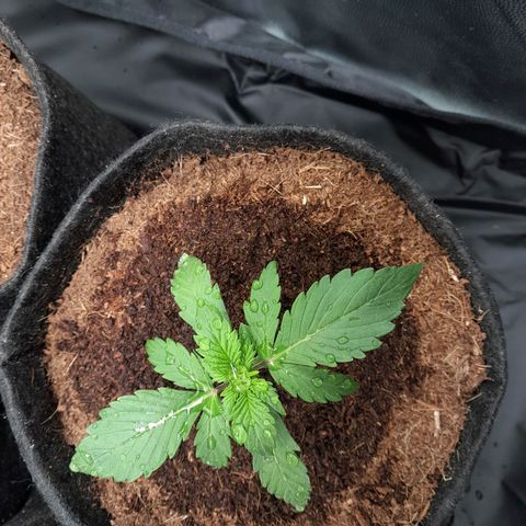 Early Skunk. growlog photo: 15° DIA , Early Skunk pós rega com h2o + nutrientes totalizando 250ml em sua strain.