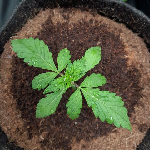 Purple Haze  #1 growlog photo: 15° DIA , Purple Haze #1 pós rega com h2o + nutrientes totalizando 250ml em sua strain.
