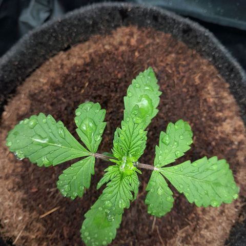 Purple Haze  #2 growlog photo: 15° DIA , Purple Haze #2 pós rega com h2o + nutrientes totalizando 250ml em sua strain.