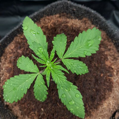Purple Haze  #3 growlog photo: 15° DIA , Purple Haze #3 pós rega com h2o + nutrientes totalizando 250ml em sua strain.