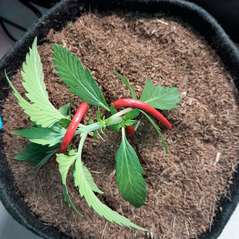 Early Skunk. growlog photo: 18° DIA  , Early Skunk após LST , sem poda , aguardando rega com h2o + nutrientes.