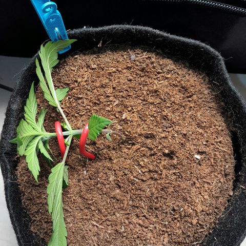 Purple Haze  #1 growlog photo: 18° DIA  , Purple Haze #1 , após o processo de LST , aguardando rega com h2o + nutrientes totalizando 250ml em cada strain.