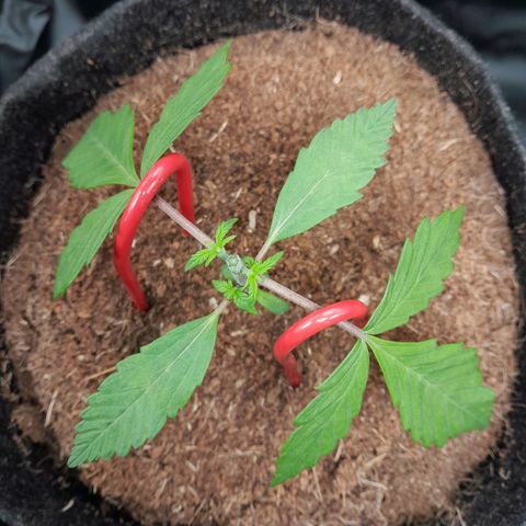 Purple Haze  #2 growlog photo: 18° DIA  , Purple Haze #2 após o processo de Topping + LST , aguardando rega com h2o + nutrientes totalizando 250ml em cada strain.