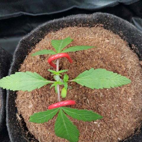 Purple Haze  #3 growlog photo: 18° DIA  , Purple Haze #2 após o processo de Topping + LST , aguardando rega com h2o + nutrientes totalizando 250ml em cada strain.